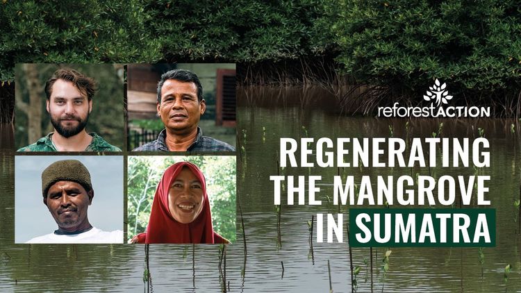 Des projets régénératifs pour restaurer la mangrove de Sumatra
