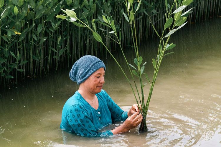 A Sumatra, les villageois renouent avec les bénéfices de la mangrove
